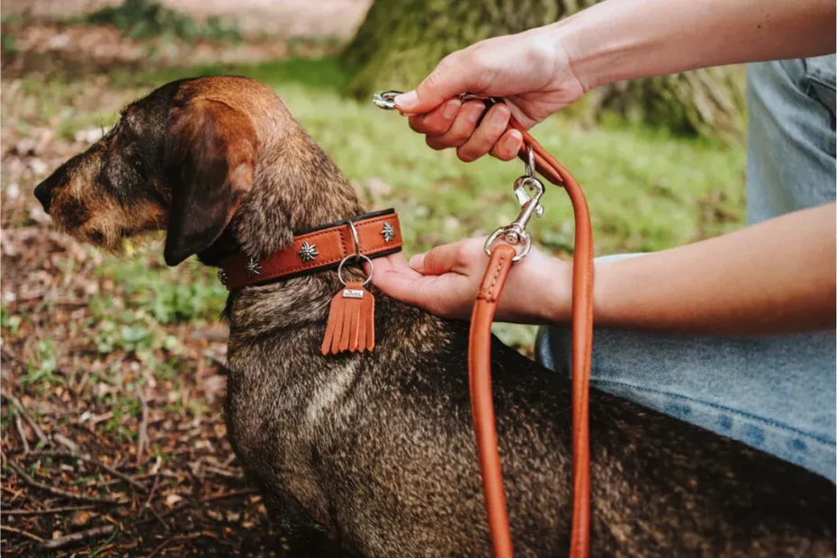 Top Custom Dog Collar Features for Safety