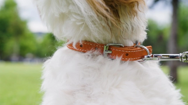 Top Features of Custom Dog Collars
