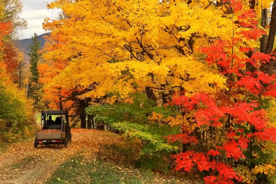 Learn How Long Peak Foliage Lasts