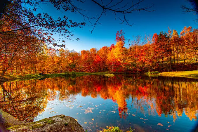 Understanding What Causes Fall Foliage