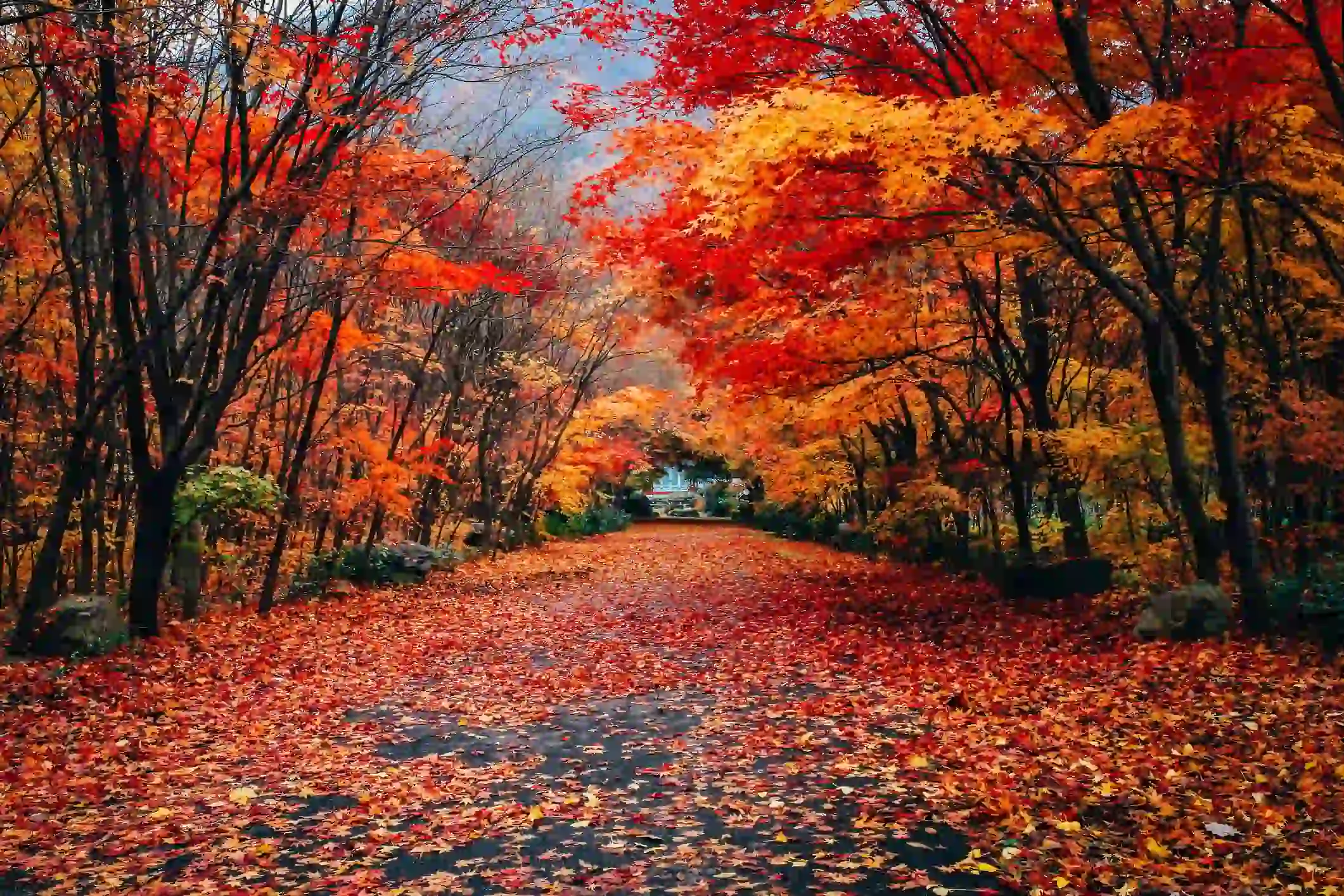 what causes fall foliage